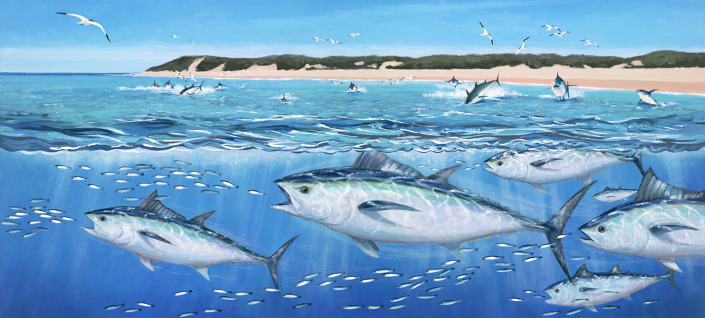 Long Tail Tuna on the Chew