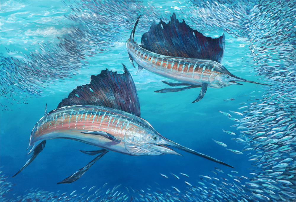 Sailfish Rounding up Baitfish
