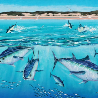 Tuna Chasing Baitfish