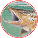 Brown Trout in the Shallows