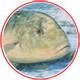 Golden Trevally Tailing