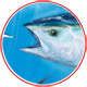 Long Tail Tuna on the Chew