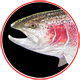 Rainbow Trout Trophy Series