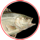 Australian Bass