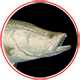 Barra