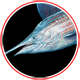 Sailfish