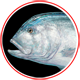 Giant Trevally Trophy Series
