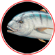 Golden Trevally Trophy Series