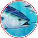 Tuna Chasing Bait Fish