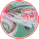 Two Rainbow Trout Feeding