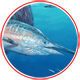 Sailfish Rounding up Baitfish
