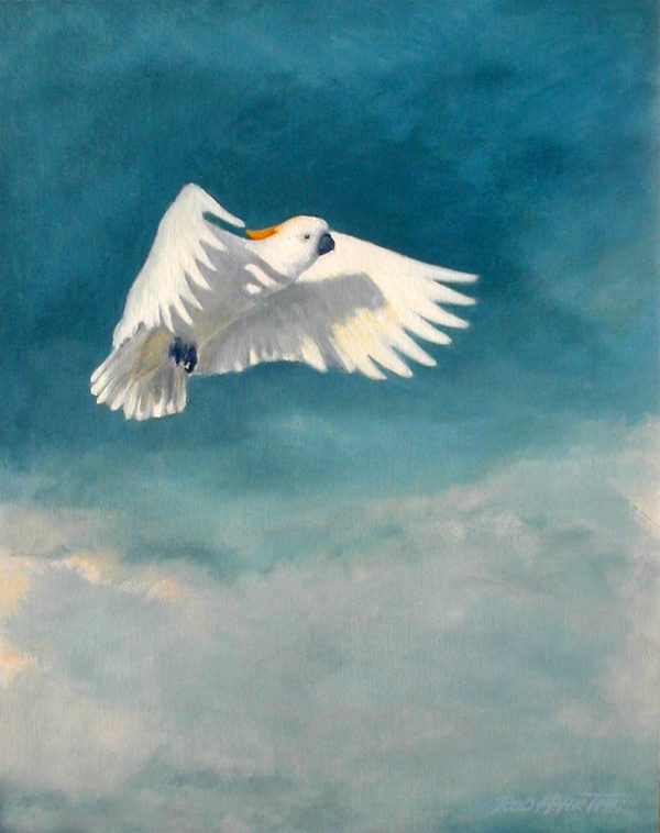 Cockatoo in Flight