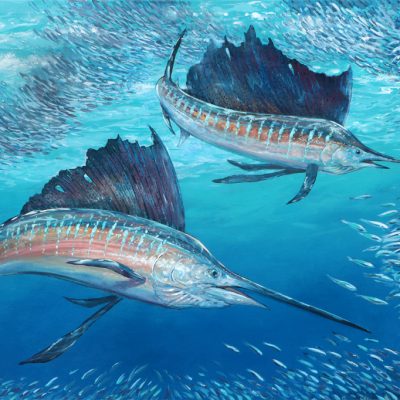 Sailfish Rounding up Baitfish