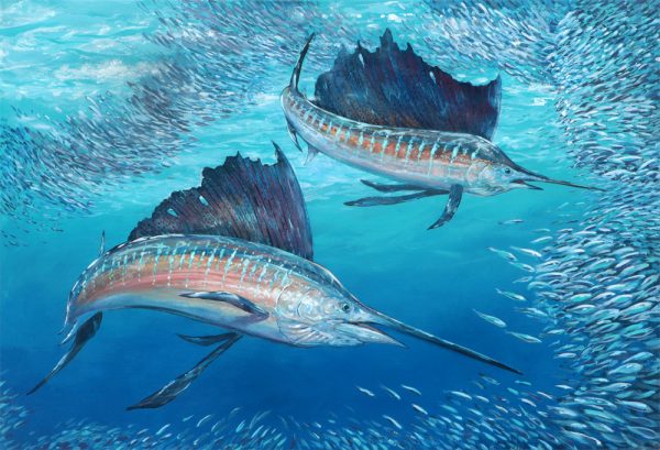 Sailfish Rounding up Baitfish