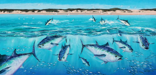 Tuna Chasing Bait Fish